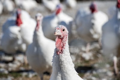 Vogelgriep treft kalkoenen in Ysselsteyn, ook gevolgen voor veel andere bedrijven