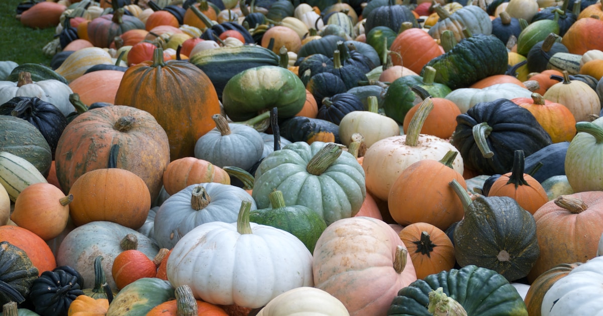 Dertigste pompoenenmarkt in kasteeltuin Neerijnen