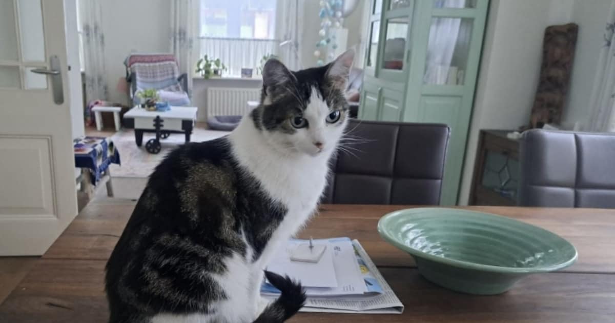 Heb jij Bikkie gezien? Dit huisdier wordt in Rheden vermist