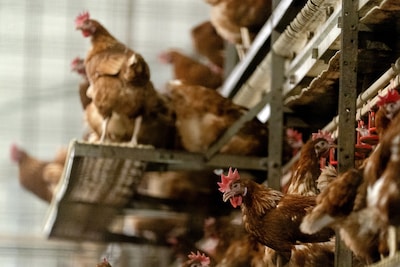 Oplossing voor vogelgriep lijkt gevonden, maar boeren vrezen grote gevolgen: ‘Ik ga de helft van mijn omzet verliezen’