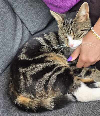Heb jij Gina of Chika gezien? Deze twee huisdieren worden in Buren vermist