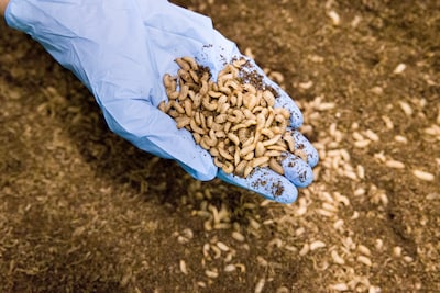 Klacht ingediend tegen grootste insectenfabriek ter wereld: ‘Miljarden dieren gekweekt en gedood op basis van lariekoek’