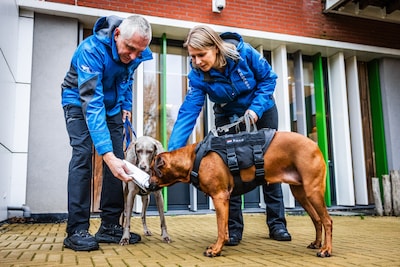 Indrukwekkend speurwerk als demente ouderen verdwalen: ‘Deze honden zijn reddingswerkers’