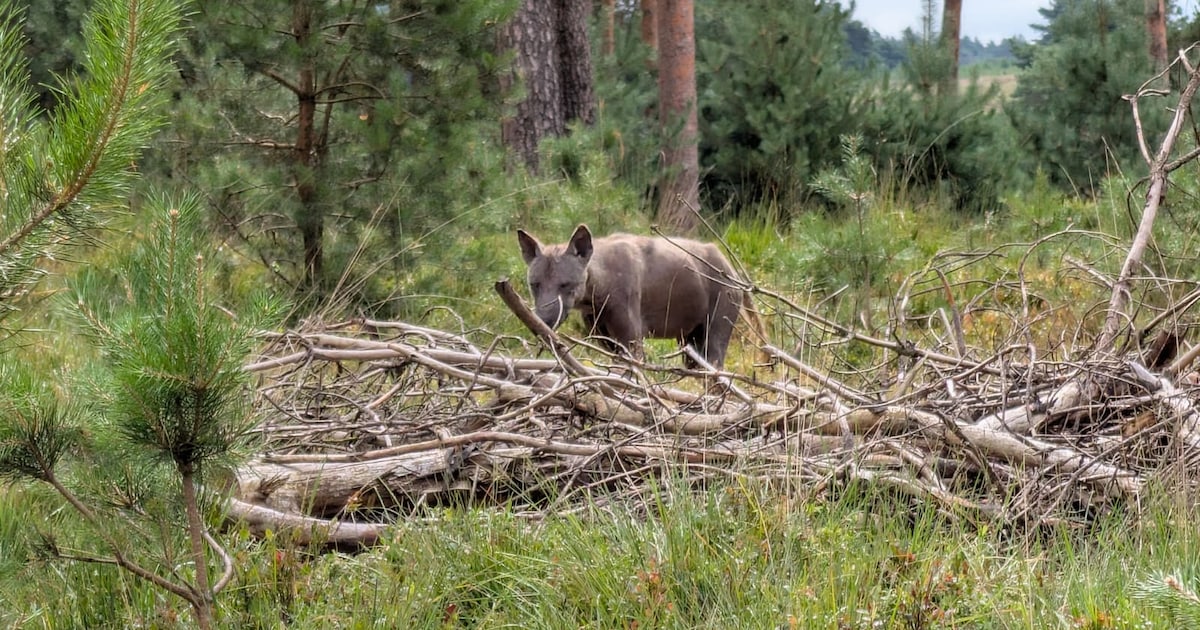 Moet je zo’n kale wolf uit z’n lijden verlossen? Experts beantwoorden lezersvragen