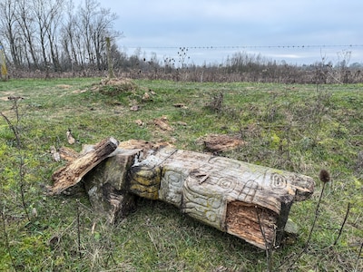De totemwolf van Kees is geveld: opgegeten door de natuur