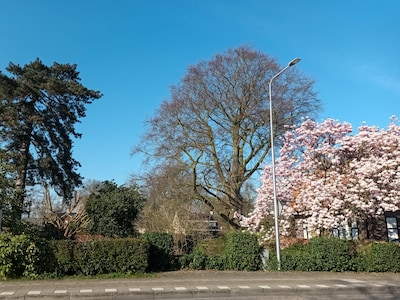 IVN RijnWaal houdt bomenexcursie in Bemmel