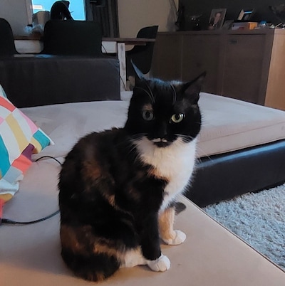 Heb jij Muska gezien? Dit huisdier wordt in Overbetuwe vermist