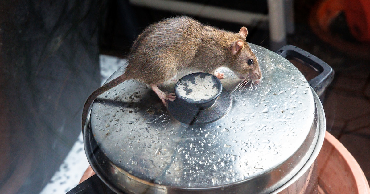 Vorig jaar vier keer melding van een rat in Winterswijk