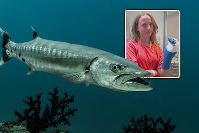Amerikaanse toerist (13) gebeten door barracuda op vakantie: ‘Het leek wel een horrorfilm’