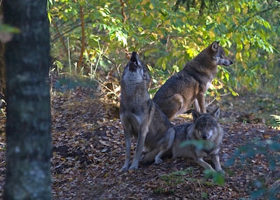 OERRR vertelt over wolven op de Veluwe