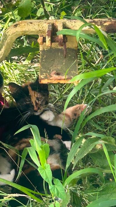Heb jij Bruintje, Rooie of Tinto gezien? Deze vier huisdieren worden in Utrechtse Heuvelrug vermist