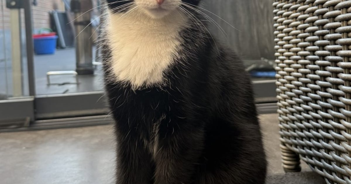 Heb jij Snowy gezien? Dit huisdier wordt in Scherpenzeel vermist
