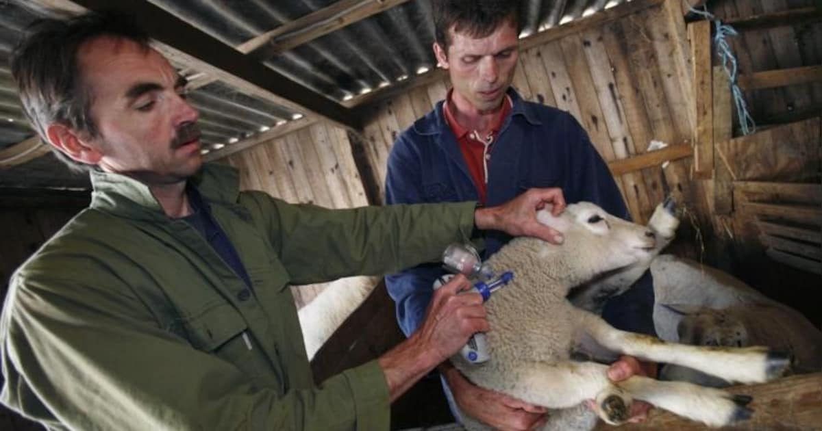 Start vaccinatie tegen blauwtong