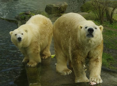 Oudste ijsbeer in gevangenschap Larissa overleden in Duitse dierentuin, ze werd 36 jaar