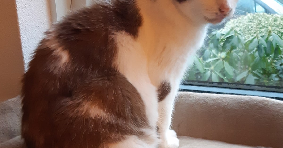 Heb jij Chefke of Lady gezien? Deze twee huisdieren worden in Rhenen vermist