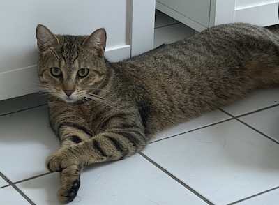 Heb jij Minnie gezien? Dit huisdier wordt in Beuningen vermist