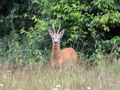 Zomeravondwandelin Ede: op zoek naar reeën