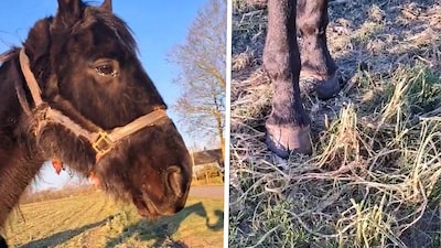 KIJK | Vrouw slaat alarm over verwaarloosde paarden bij broer