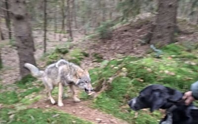 Wolf nadert wandelaars op enkele meters: ‘Hij had belangstelling voor de honden’