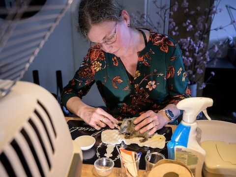 Inge Nieuwe Weme druppelt eten in het bekje van egel Yaho. 