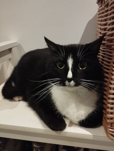 Heb jij Pepé, Pip of Loesje gezien? Deze drie huisdieren worden in Overbetuwe vermist