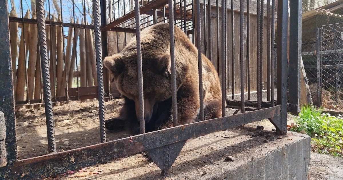 Hardlopers rennen voor beer over Grebbeberg en door Ouwehands Dierenpark