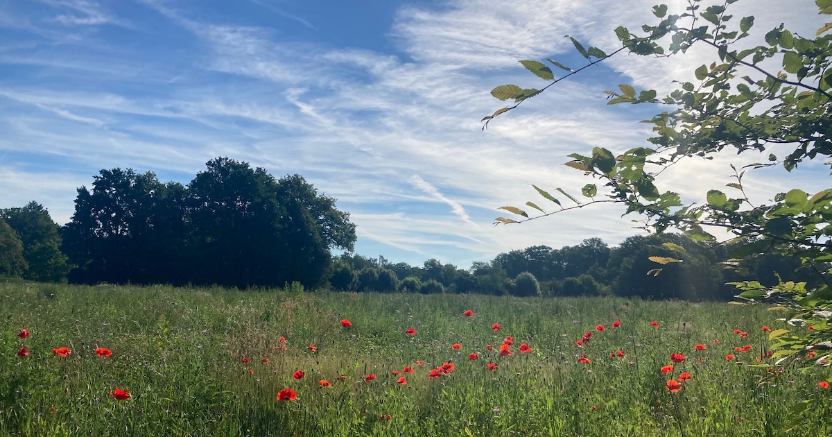 Geen zout, maar beken, bos en een verrassend mooi landgoed vanuit hartje Boekelo