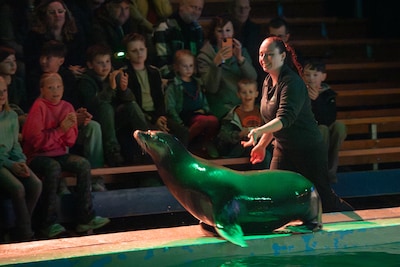 Geen zeehonden meer in Ouwehands: zeeleeuwen nemen hun stekkie straks over