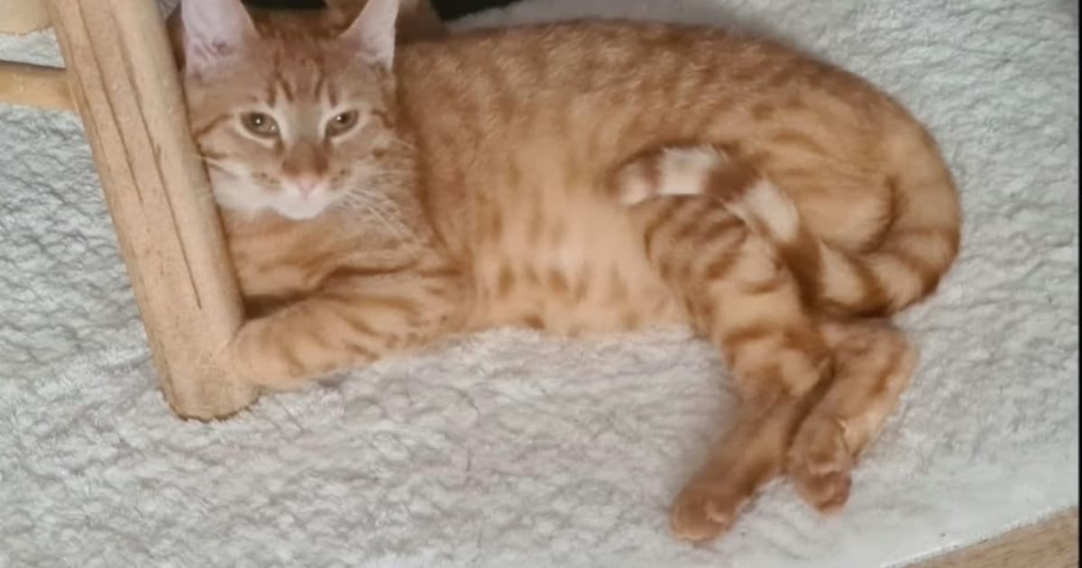 Heb jij Ginger gezien? Dit huisdier wordt in Oude IJsselstreek vermist