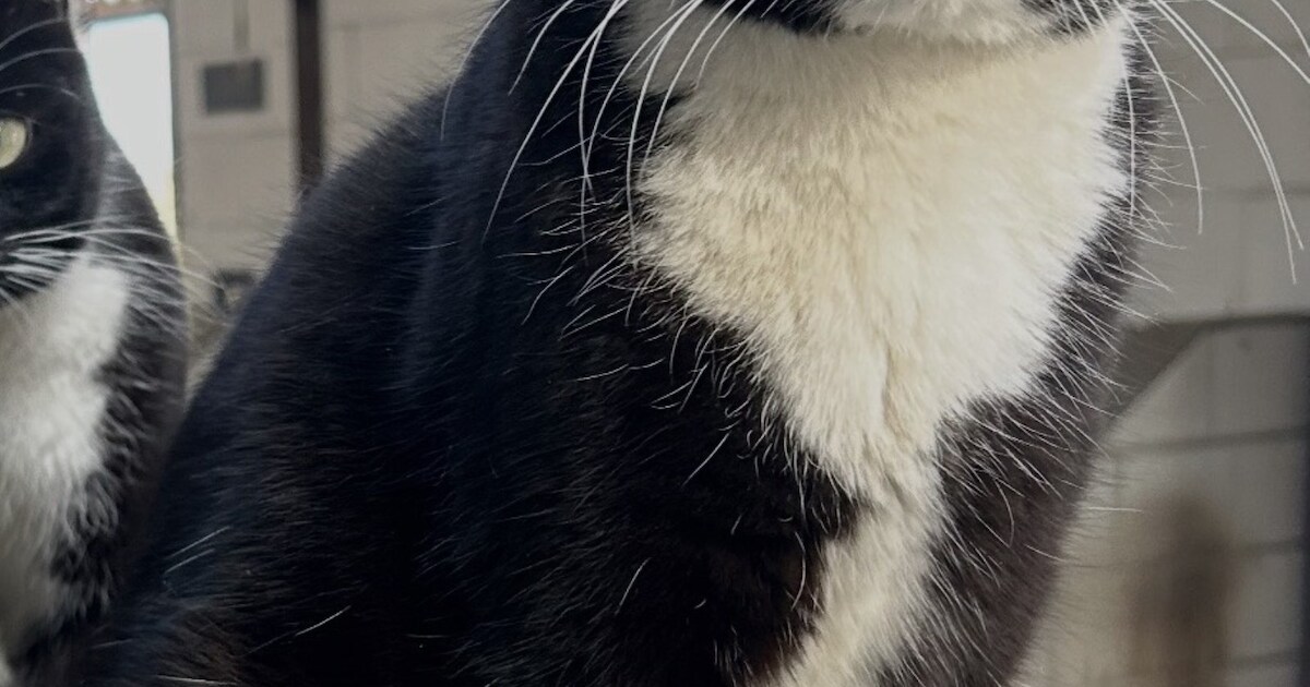Heb jij Witje gezien? Dit huisdier wordt in Venray vermist