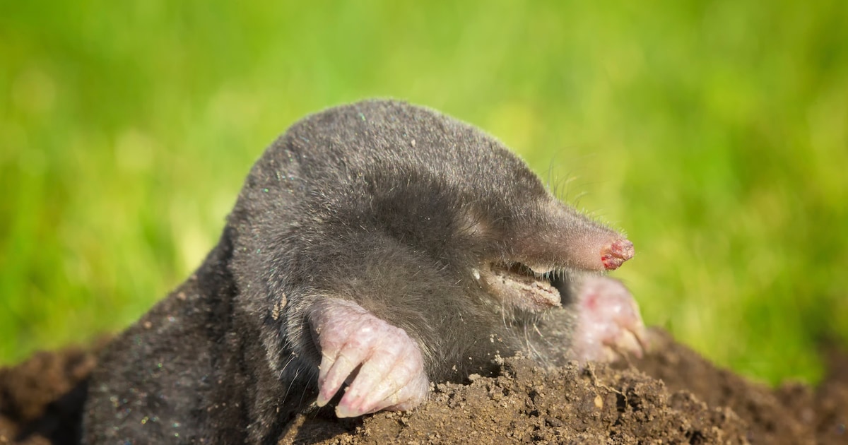 ‘Veul molshopen? Is je grond kaaigoe!’ | Regio | De Gelderlander.nl