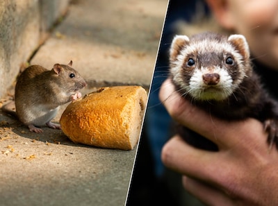 Rotterdam jaagt met fretten op ratten: 'Binnen drie uur 69 knaagdieren gevangen'
