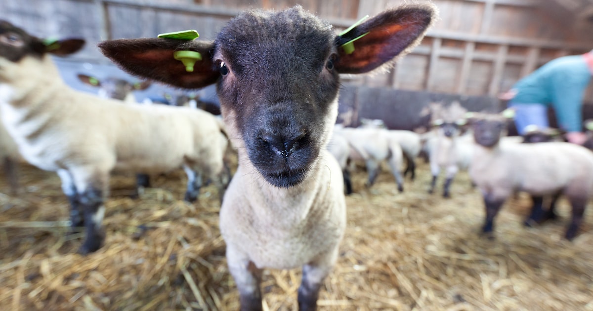 Ruim baan voor komst schapen in oude nertsenboerderij