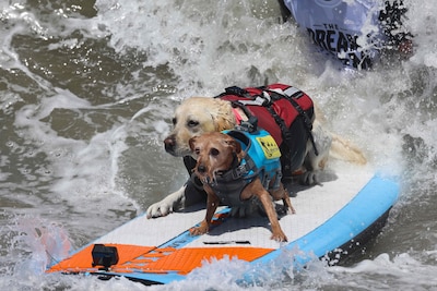 Spektakel op zee: surfhond Rose wint meerdere onderdelen op WK hondensurfen