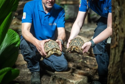 Burgers’ Zoo is fotogenieke sterren rijker: ‘ Voelen morele plicht ze op te vangen’