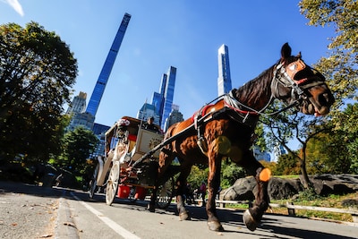 Paardenkoetsen worden verboden in Central Park na dood van toerist (18)