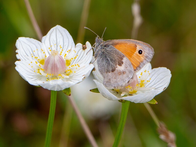 De Parnassia bloem bij het Lauwersmeer met een Hooibeestje vlinder.