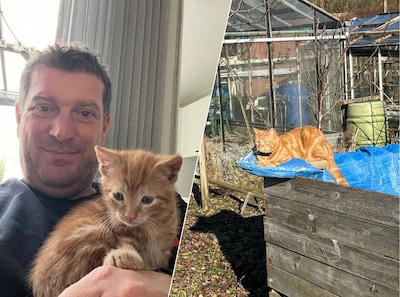Kat Oscar verdwijnt na bizarre GPS-melding: ‘Tracker gaf aan dat hij met 20 kilometer per uur door Dordrecht ging’