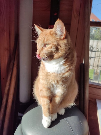Heb jij Red Leader gezien? Dit huisdier wordt in Montferland vermist