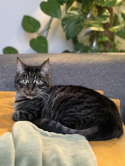 Heb jij Jamilla, Nova of Neva gezien? Deze drie huisdieren worden in Duiven vermist