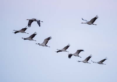 Vogelgriep slaat nu ook hard toe bij kraanvogels: vrees voor massasterfte