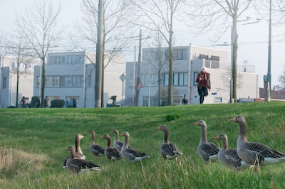 Meer dan een Hanzestad is Arnhem een ganzenstad