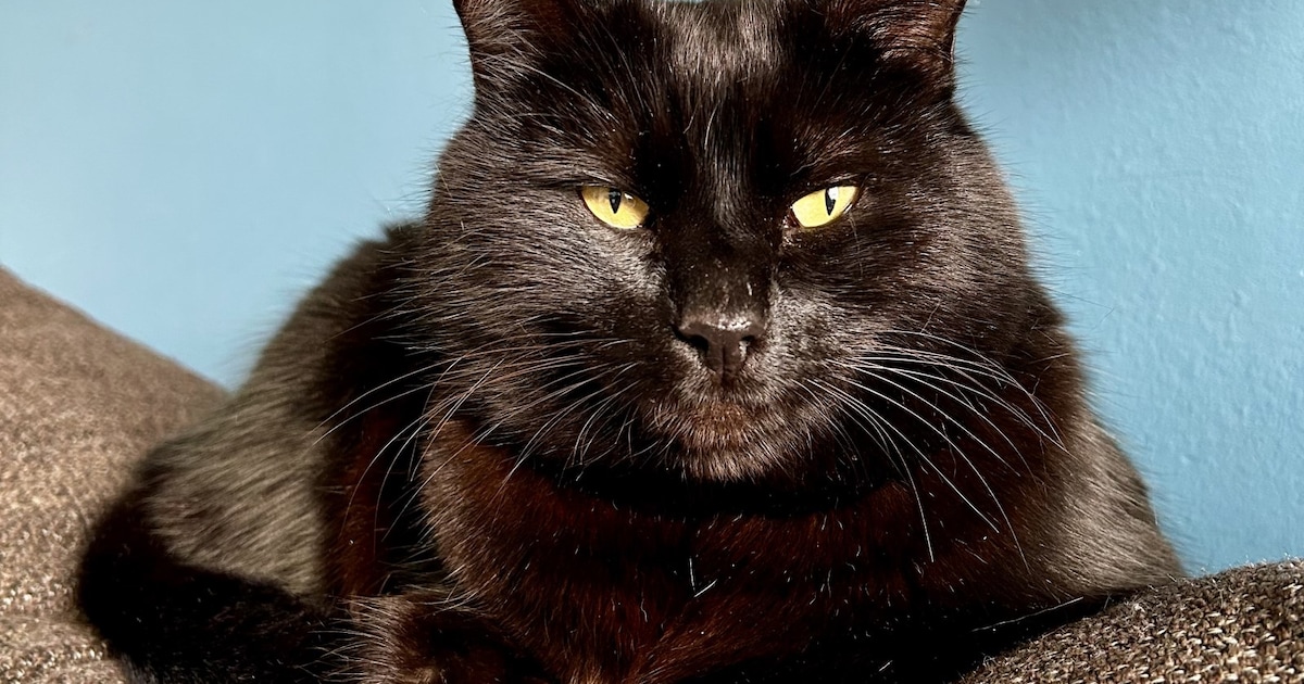 Heb jij Shadow gezien? Dit huisdier wordt in Overbetuwe vermist