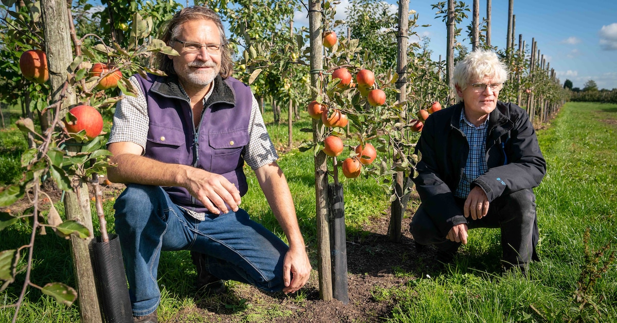 Zoeken naar onbekende appels en peren uit overgrootmoederstijd is ...