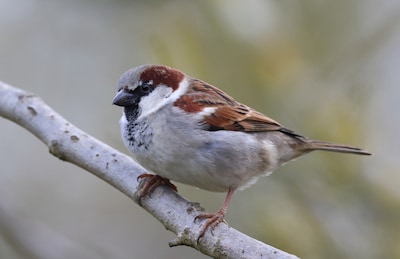 Stroomhuis houdt vroege vogelexcursie in Neerijnen