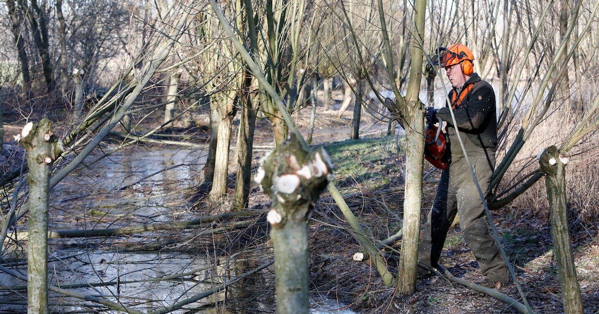 Eeuwenoude eendenkooi herrijst in Tricht | Regio | De Gelderlander.nl