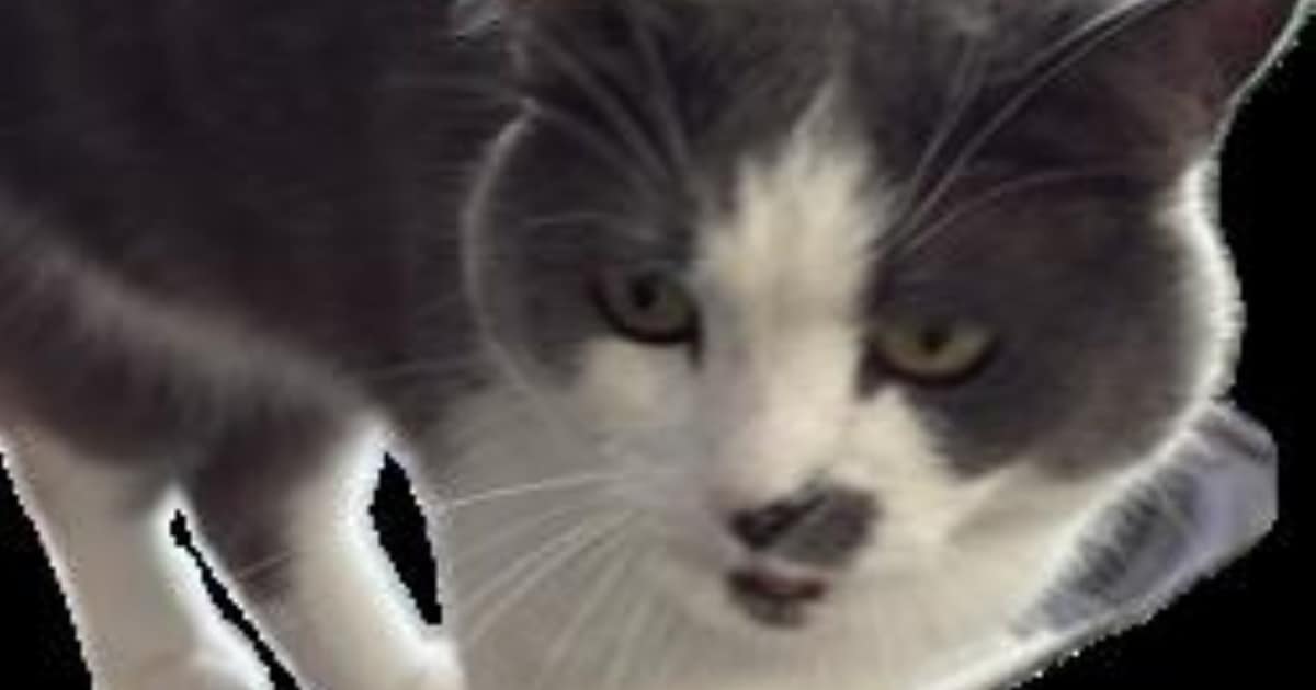 Heb jij Tammo, Balou of Joost gezien? Deze drie huisdieren worden in Amersfoort vermist