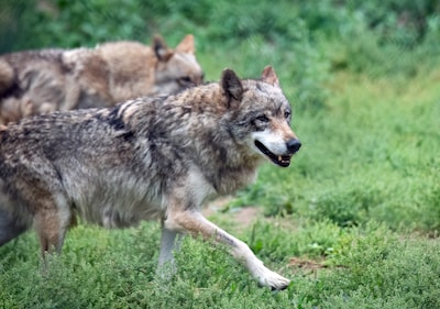 Achttien dode wolven gevonden in Italiaans nationaal park, mogelijk vergiftigd: ‘Verachtelijke daad’