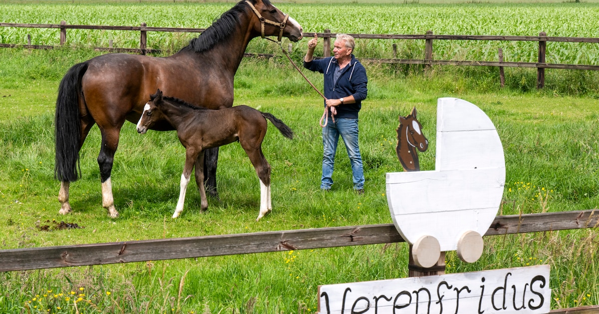 Precies in de week dat heilig bot terugkeert naar Elst wordt veulen geboren: ‘Alle kleine beetjes he