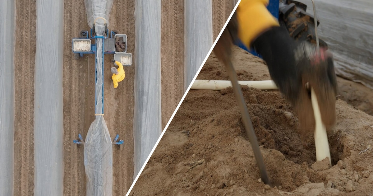 KIJK | Asperges steken in Groesbeek: ‘Zo doe je dat’